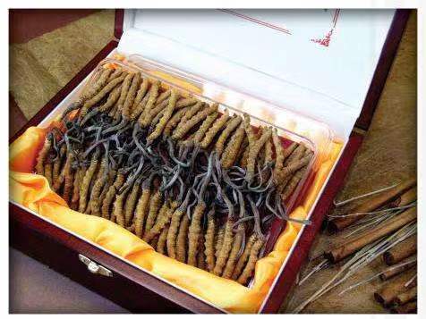 新兴冬虫夏草回收